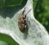Larinus turbinatus